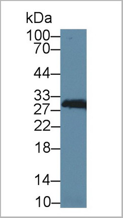 product-image-AAA20151_WB.jpg