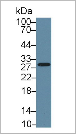 product-image-AAA20151_WB2.jpg