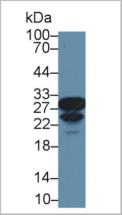 product-image-AAA20151_WB3.jpg