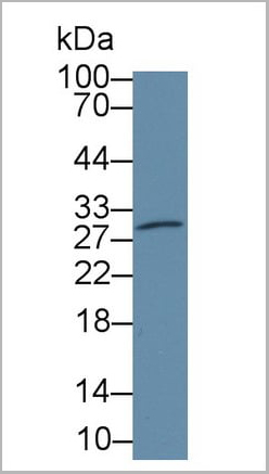 product-image-AAA20151_WB4.jpg