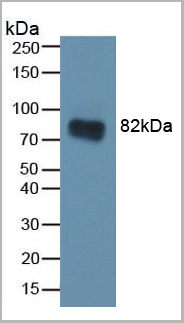 product-image-AAA20151_WB5.jpg