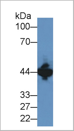 product-image-AAA20157_WB.jpg