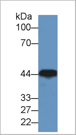 product-image-AAA20157_WB3.jpg