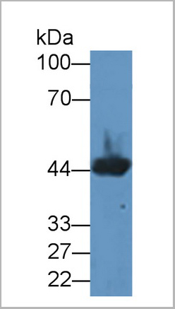 product-image-AAA20157_WB5.jpg