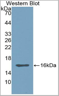 product-image-AAA20158_WB.jpg