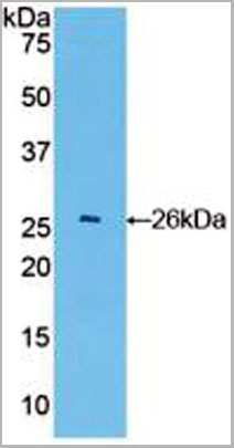product-image-AAA20160_WB.jpg