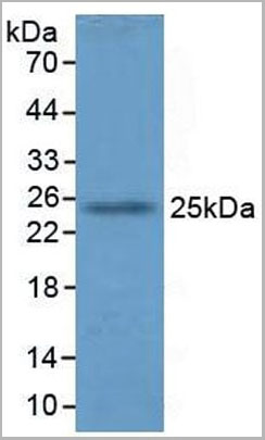 product-image-AAA20160_WB2.jpg