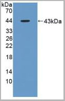 product-image-AAA20164_WB.jpg