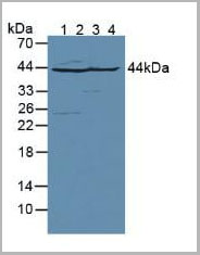 product-image-AAA20164_WB2.jpg