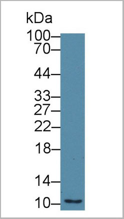 product-image-AAA20165_WB.jpg