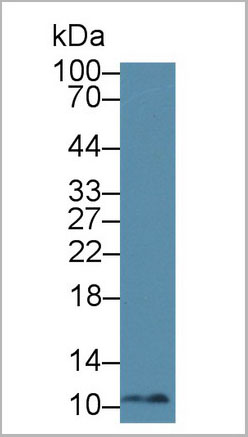 product-image-AAA20165_WB2.jpg