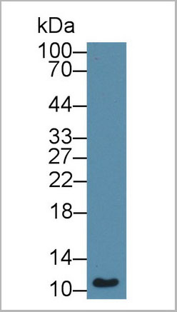 product-image-AAA20165_WB3.jpg