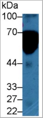 product-image-AAA20167_WB6.jpg