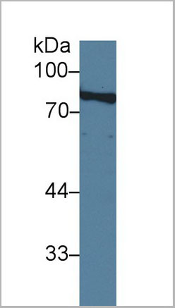 product-image-AAA20170_WB2.jpg