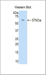 product-image-AAA20171_WB.jpg