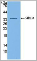 product-image-AAA20173_WB.jpg