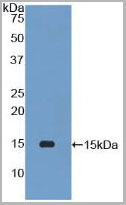 product-image-AAA20174_WB.jpg