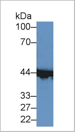 product-image-AAA20177_WB2.jpg