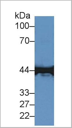 product-image-AAA20177_WB3.jpg