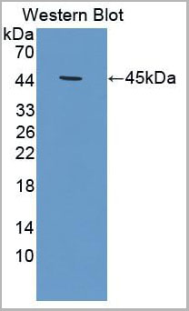 product-image-AAA20177_WB4.jpg