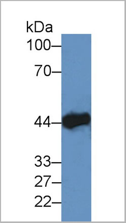 product-image-AAA20177_WB5.jpg