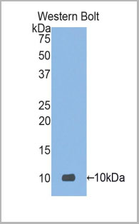 product-image-AAA20180_WB.jpg