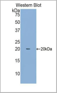 product-image-AAA20183_WB.jpg