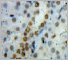 product-image-AAA20189_IHC5.jpg