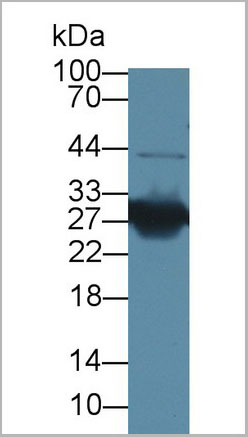 product-image-AAA20189_WB.jpg