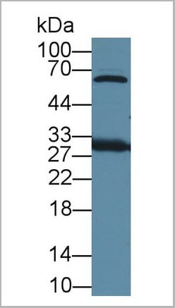 product-image-AAA20189_WB2.jpg