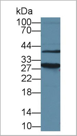 product-image-AAA20189_WB3.jpg