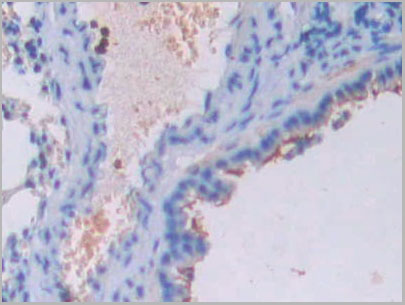 product-image-AAA20191_IHC5.jpg