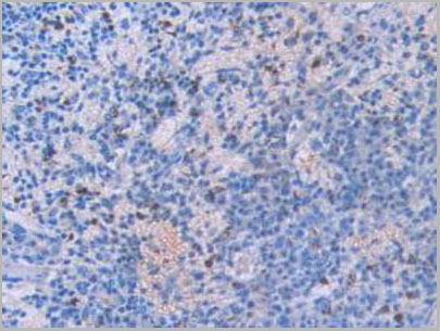 product-image-AAA20191_IHC6.jpg