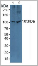 product-image-AAA20192_WB.jpg