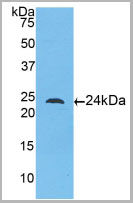 product-image-AAA20192_WB2.jpg