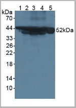 product-image-AAA20194_WB.jpg