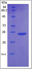 product-image-AAA20202_SDS_PAGE3.jpg