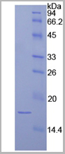 product-image-AAA20213_SDS_PAGE2.jpg