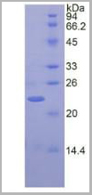 product-image-AAA20215_SDS_PAGE3.jpg