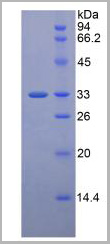 product-image-AAA20222_SDS_PAGE2.jpg