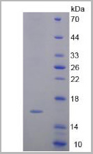 product-image-AAA20224_SDS_PAGE2.jpg
