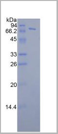 product-image-AAA20239_SDS_PAGE2.jpg