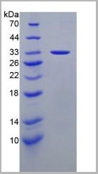 product-image-AAA20241_SDS_PAGE3.jpg