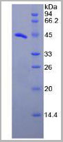 product-image-AAA20243_SDS_PAGE3.jpg