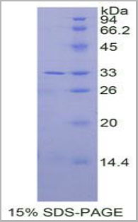 product-image-AAA20249_SDS_PAGE.jpg