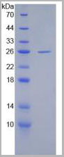 product-image-AAA20251_SDS_PAGE2.jpg