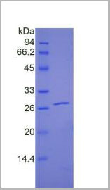 product-image-AAA20253_SDS_PAGE2.jpg