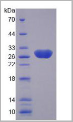 product-image-AAA20284_SDS_PAGE2.jpg