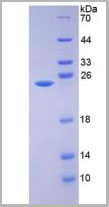product-image-AAA20286_SDS_PAGE2.jpg