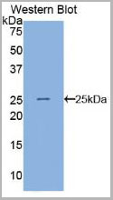 product-image-AAA20297_WB.jpg